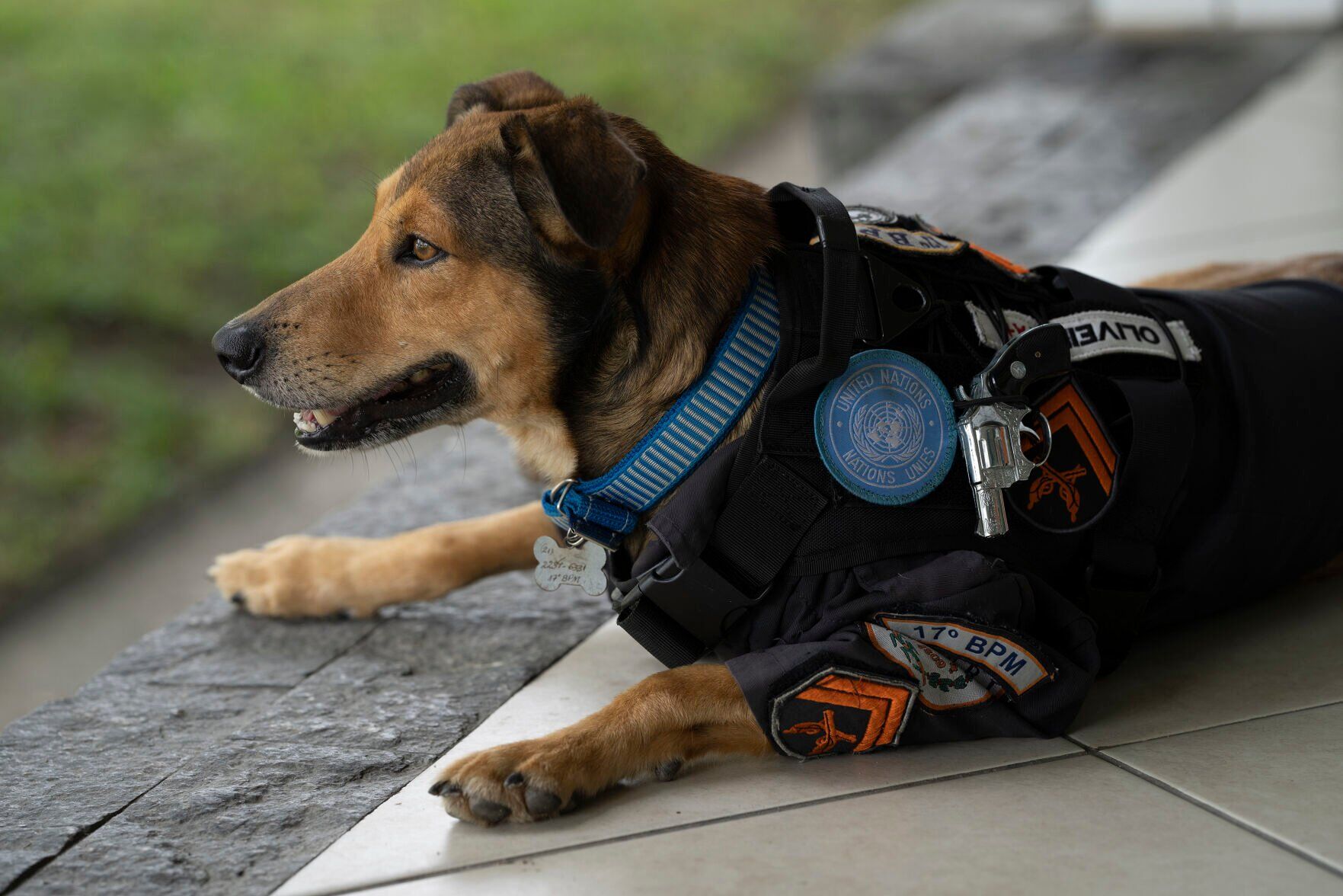 Brazil Rescue Dogs